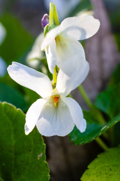 Sweet violet (Viola odorata) blooming on a sunny day in early spring