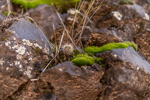 Cute Tiny Little Pokey Cactus Outside Growing in Rocks