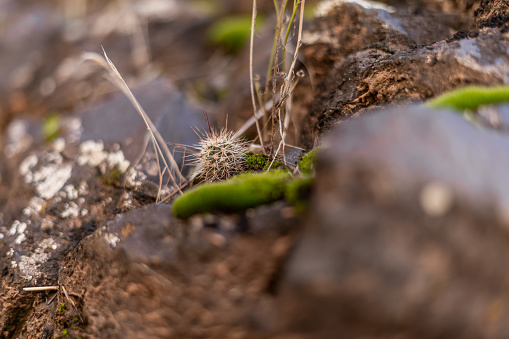Cute Tiny Little Pokey Cactus Outside Growing in Rocks