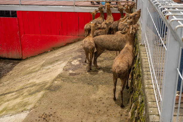 istock Mini zoo leisure activity feeding deer Cervidae on the garden park. 2034792112