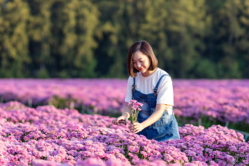 Asian woman farmer or florist is working in the farm while cutting purple chrysanthemum flower using secateurs for cut flowers business for dead heading, cultivation and harvest
