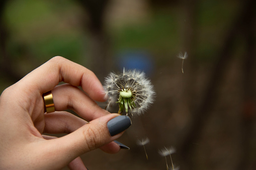 The beautiful and yellow flowers of the dandeliom, which after some time turn into these beautiful dandelions, which are divided into smaller pieces by a current of air, this is called metamorphosis