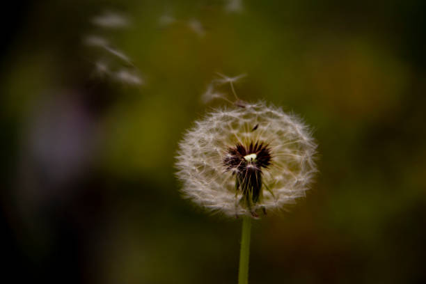 istock wild dandeliom (taraxacum) flowers 2034802856