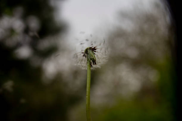 istock wild dandeliom (taraxacum) flowers 2034803384