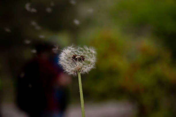 The beautiful and yellow flowers of the dandeliom, which after some time turn into these beautiful dandelions, which are divided into smaller pieces by a current of air, this is called metamorphosis