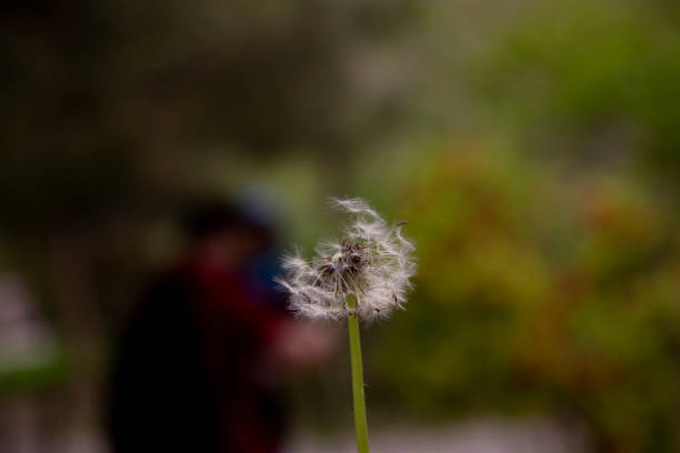 The beautiful and yellow flowers of the dandeliom, which after some time turn into these beautiful dandelions, which are divided into smaller pieces by a current of air, this is called metamorphosis