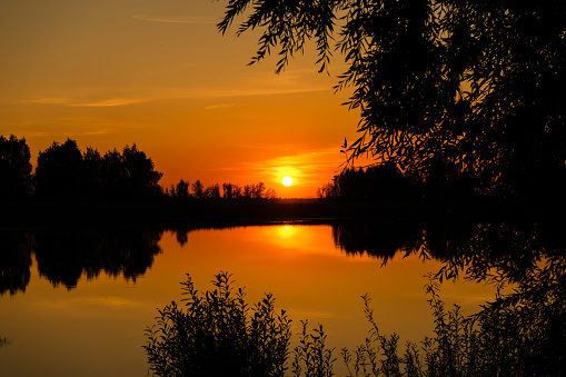 pine trees and sunset