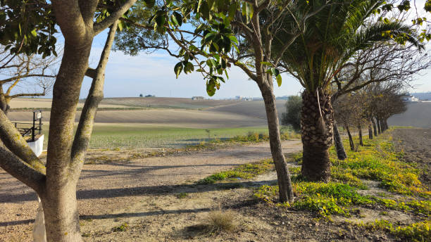 Scenic Countryside Landscape with Rolling Hills, Lush Greenery, and Beautiful Trees Under