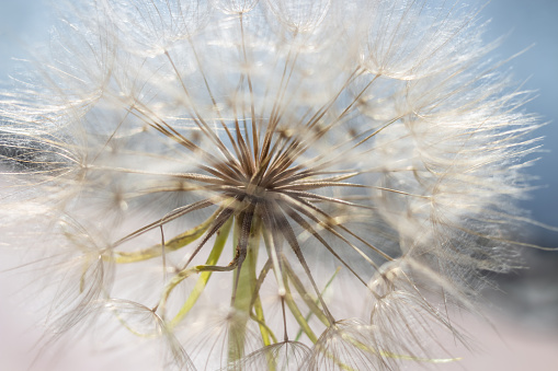 Macro nature. Dandelion close-up in the sun's rays