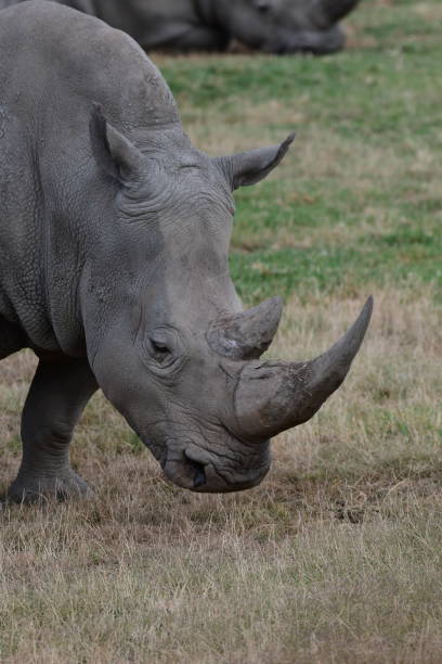 istock Rhinoceros headshot 2034848182