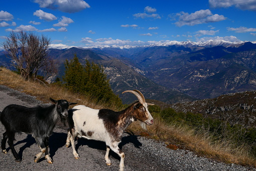 Goats on the road to Mont Vial with the snow-capped peaks of Mercantour in the background, Alpes-Maritimes