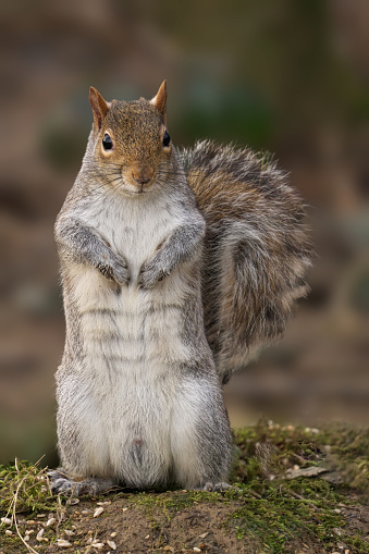 A grey squirrel perched on a grassy mound