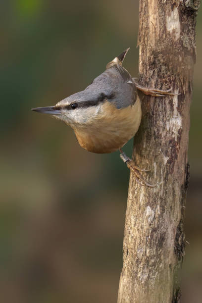 istock Closeup of a Nuthatch perched on a tree branch 2034854477
