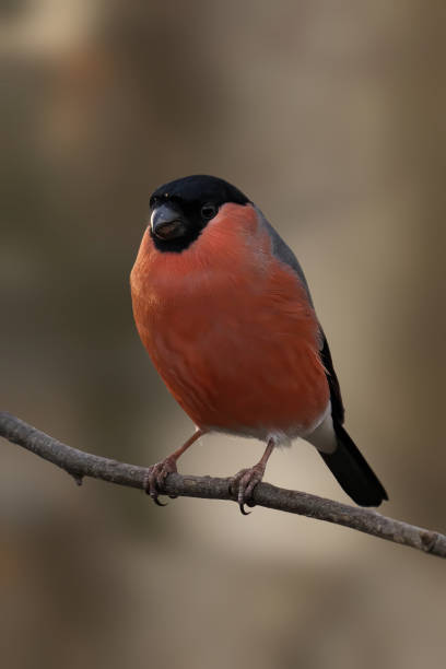 istock Closeup of a Bullfinch perched on a tree branch 2034854486