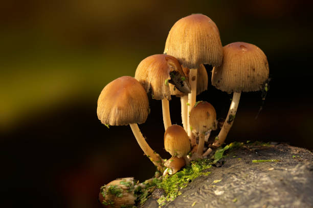 istock Cluster of Glistening Inkcap sprouting from a tree 2034854489