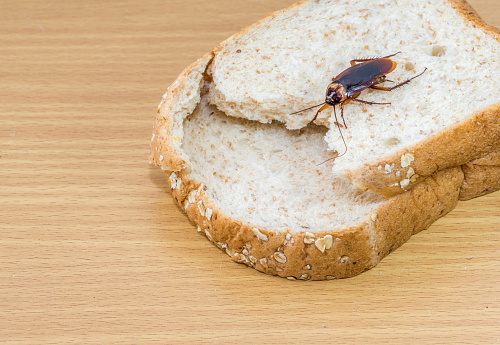 Cockroach on a slice of bread on a wooden table.