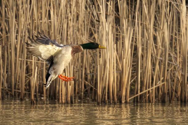 istock Mallard duck hovers over tall grass near a pond 2034854855
