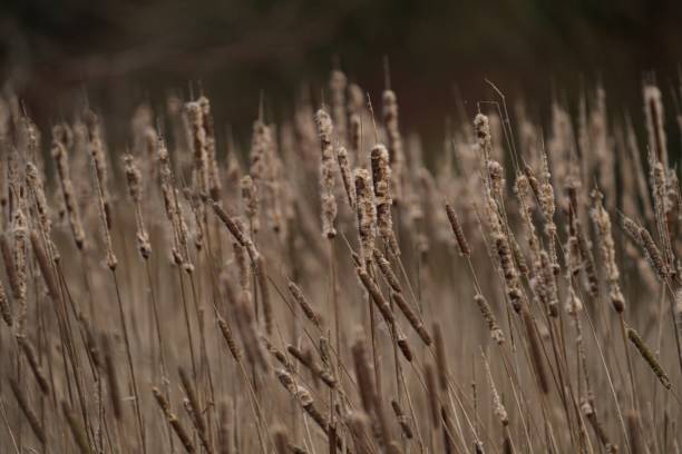 istock Scenic view of Bull Rush in a field 2034855008
