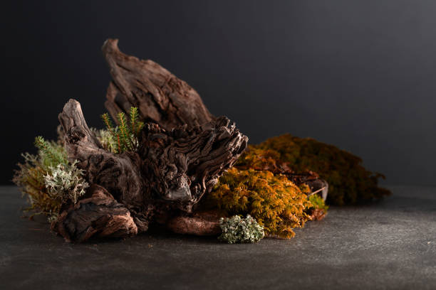istock Northern natural composition with lichen, moss, branches and driftwood. 2034874967