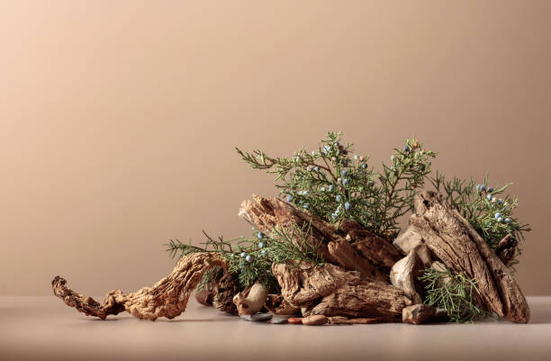 istock Abstract nature scene with a composition of juniper and dry snags. 2034874972