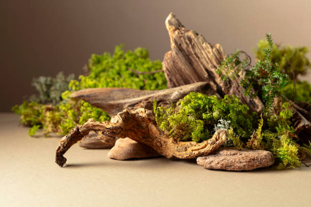 istock Abstract north nature scene with a composition of lichen, moss, and old snags. 2034874977
