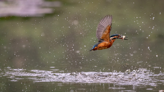 A kingfisher glides near water in mid-air with a fish in its beak