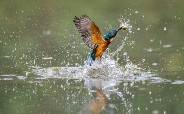 Kingfisher emerging from the water with a fish in its beak