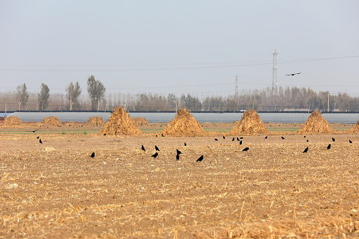 Crows forage in farmland, North China