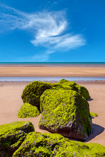 Rocks covered in algae on a sandy beach.