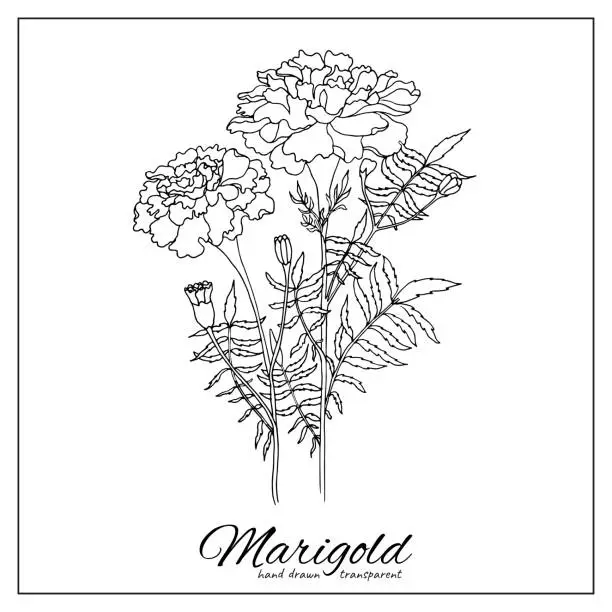 Vector illustration of Marigold flowers in outline tattoo style