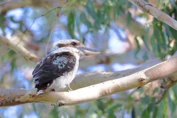 istock Laughing Kookaburra sitting in Eucalyptus tree 2034917051