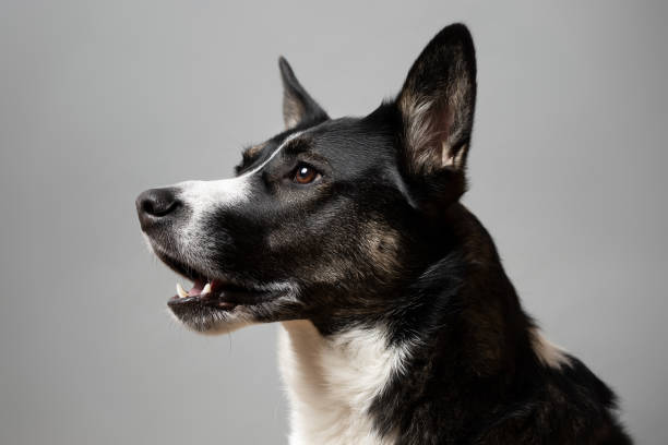 Black and white cute dog portrait. This file is cleaned and retouched.