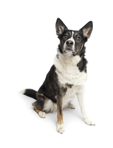 istock Black and white cute dog sitting on white 2034924345