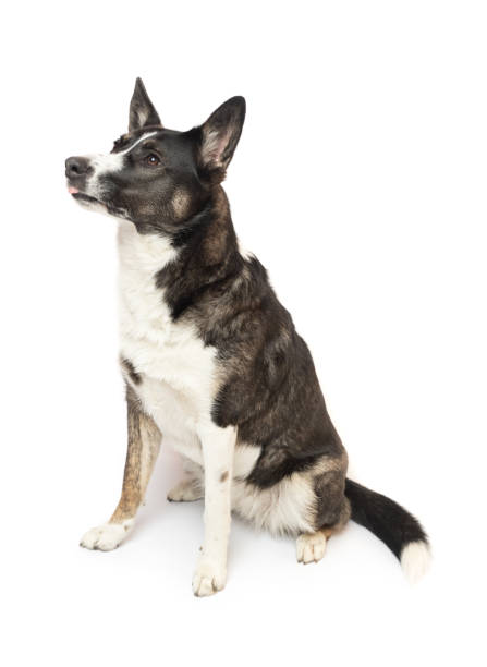 istock Black and white cute dog sitting on white 2034924870