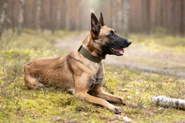 istock Belgian Shepherd Malinois dog lying on forest moss 2034928524