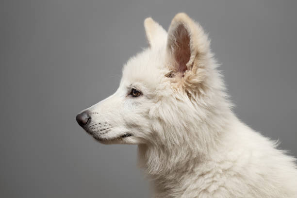 Young White Swiss Shepherd Dog portrait on grey background. This file is cleaned and retouched.