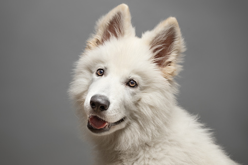 Young White Swiss Shepherd Dog portrait on grey background. This file is cleaned and retouched.