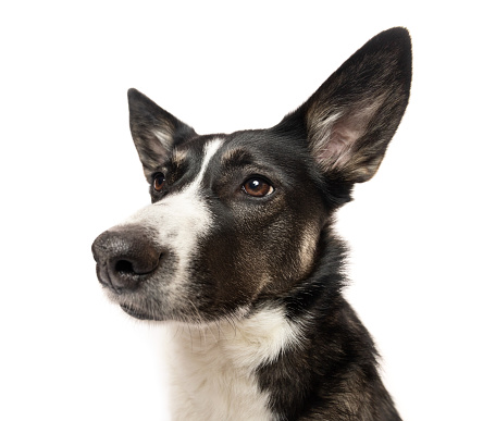 Black and white cute dog wide angle portrait. This file is cleaned and retouched.