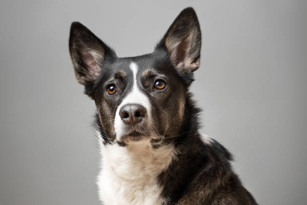 Cute puppy dog border collie with funny face isolated on yellow background. Cute pet dog. Pet animal life concept