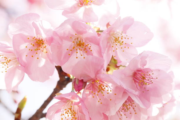istock Kawazu cherry blossoms blooming in spring 2034932345