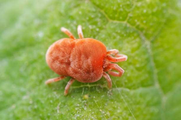 istock Red mites on wild plants, North China 2034934980