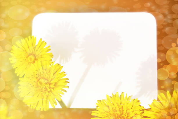 White frame with border and free space for your own text or photo Illustration template banner background design Greeting card with dandelion flowers Gold meadow Spring time vibe