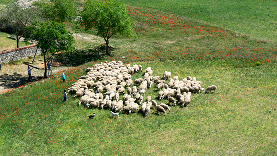 Sheep are admired by parents and their children in a rural village, Tiedra Valladolid - Spain