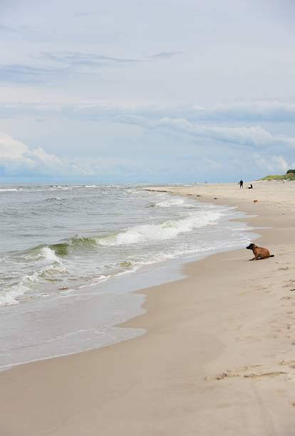 istock a dog sitting on a beach by the Baltic Sea 2034953079