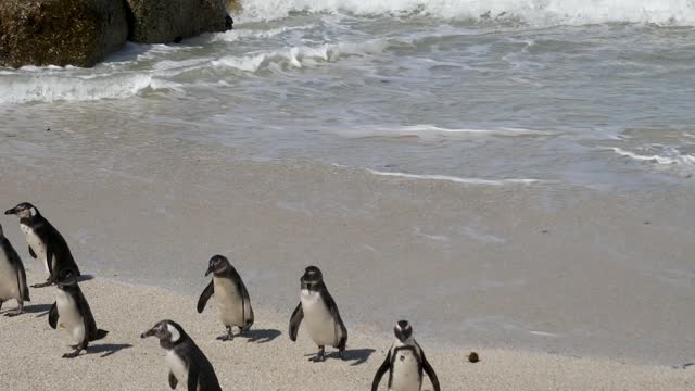 Wild Penguins Come Ashore After Swimming In Sea On The Coast Of South Africa