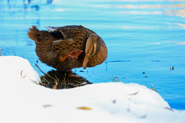 A duck bathed in the cold river, North China