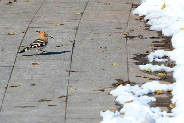 hoopoe with an insect in its beak