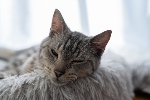 cute tabby cat lying on cushion, sleeping, deeply relaxed, focus on nose and mouth