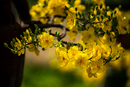 A forsythia plant blooms bright yellow petals on a sunny day in a suburban yard.