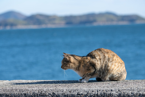 Cat on the Beach